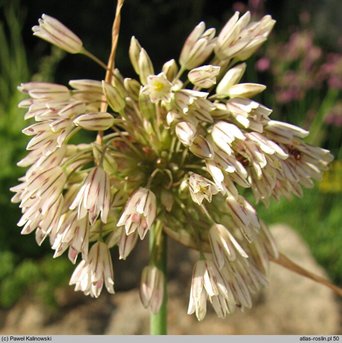 Allium marginatum