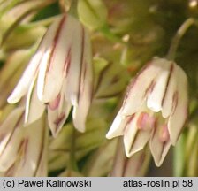 Allium marginatum