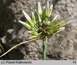 Allium melanantherum