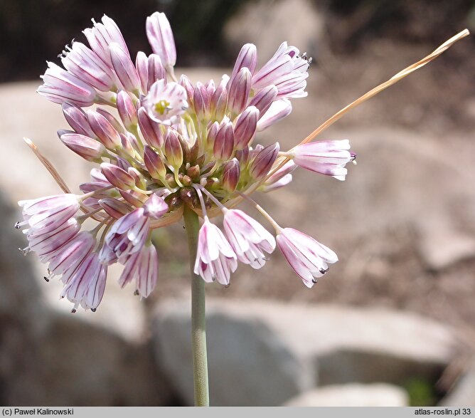 Allium melanantherum