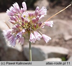 Allium melanantherum