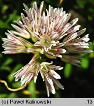 Allium melanantherum