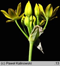 Allium moly (czosnek południowy)