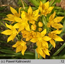 Allium moly (czosnek południowy)