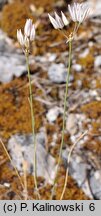 Allium moschatum