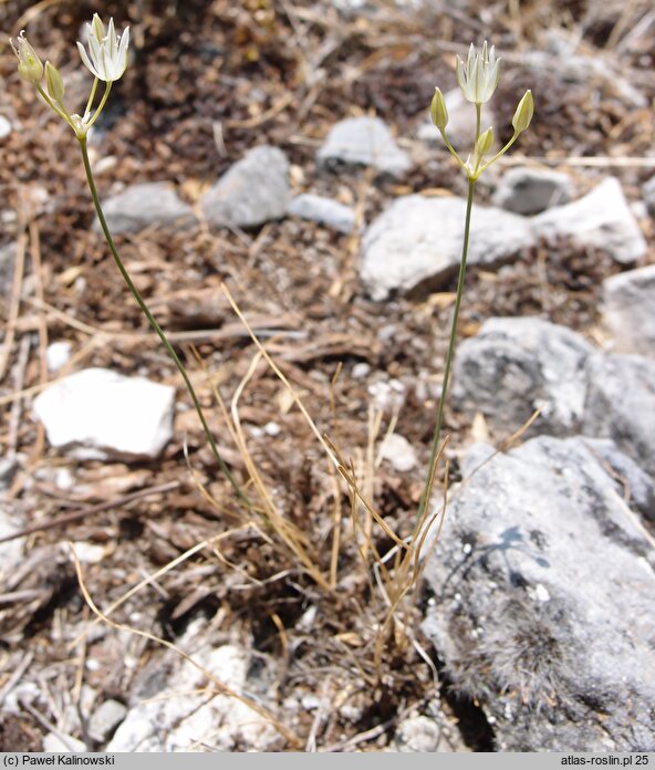 Allium moschatum