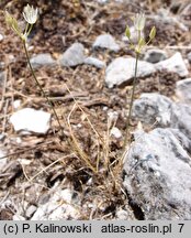 Allium moschatum