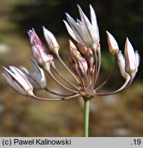 Allium moschatum