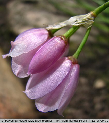 Allium narcissiflorum (czosnek narcyzowy)