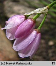 Allium narcissiflorum (czosnek narcyzowy)
