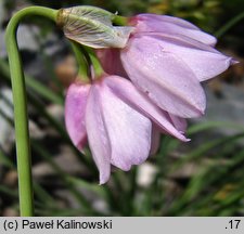 Allium narcissiflorum (czosnek narcyzowy)