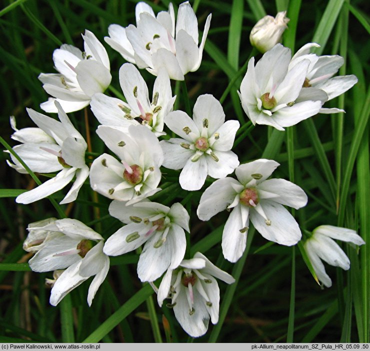 Allium neapolitanum (czosnek neapolitański)