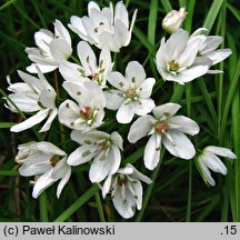 Allium neapolitanum (czosnek neapolitański)