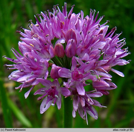 Allium nutans (czosnek krętolistny)