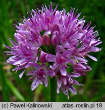 Allium nutans (czosnek krętolistny)