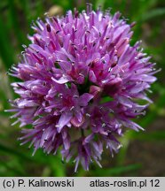 Allium nutans (czosnek krętolistny)