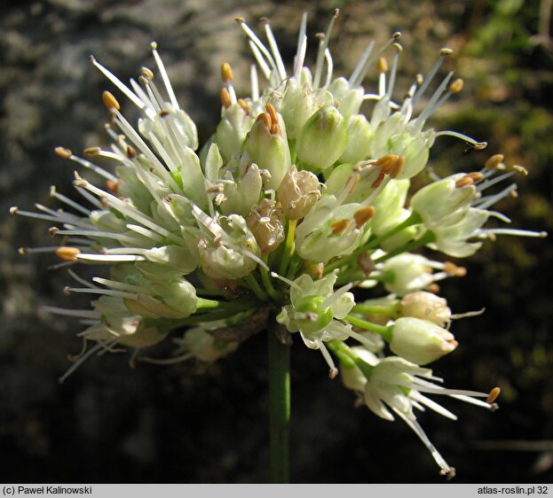 Allium ericetorum