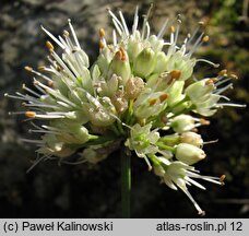 Allium ericetorum