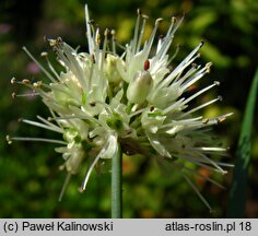 Allium saxatile