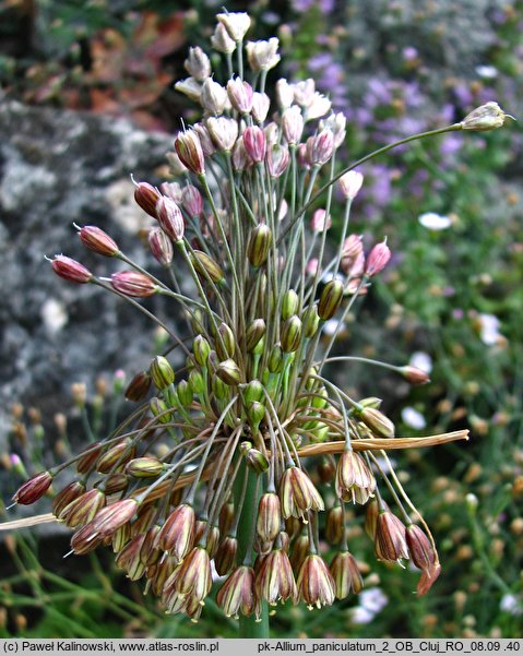 Allium paniculatum