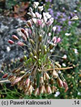 Allium paniculatum