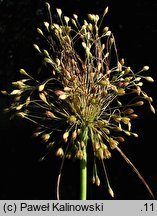 Allium paniculatum