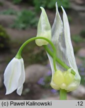 Allium paradoxum var. paradoxum (czosnek dziwny typowy)