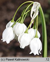 Allium paradoxum ssp. normale