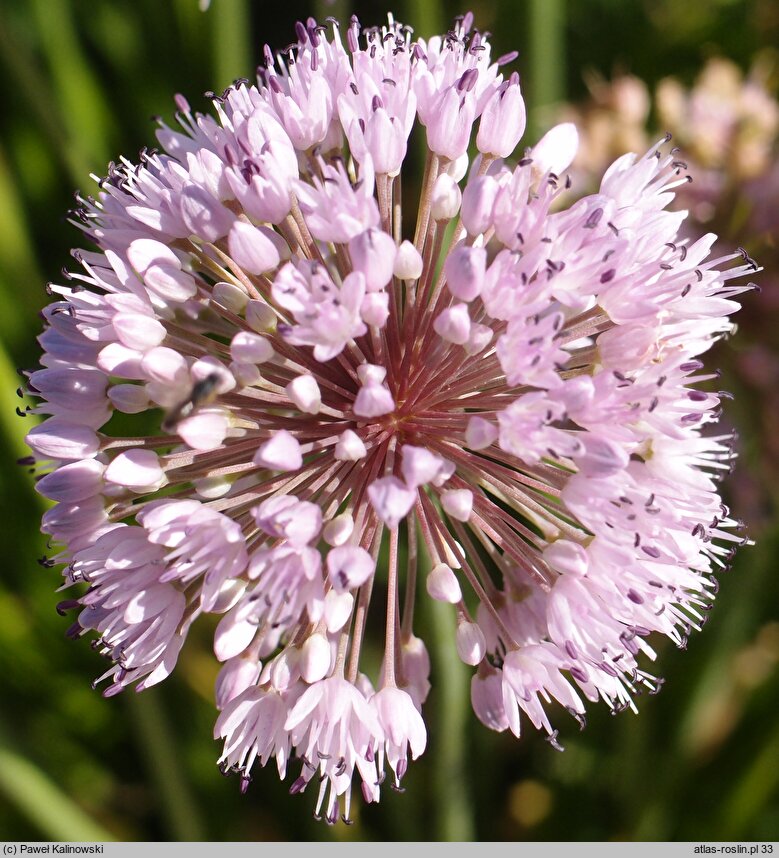 Allium pyrenaicum