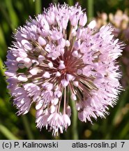 Allium pyrenaicum