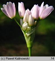 Allium roseum (czosnek różowy)