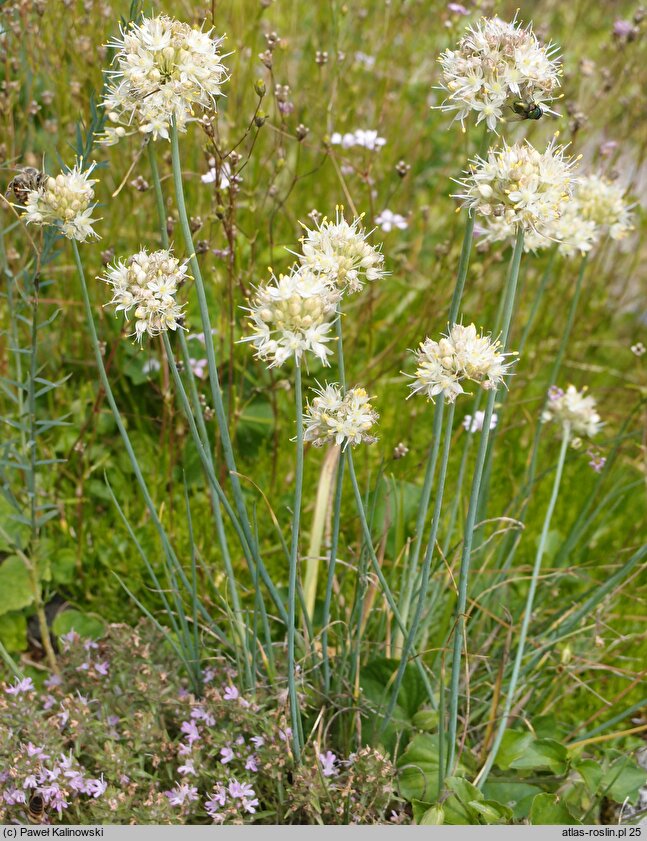 Allium saxatile