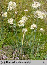 Allium saxatile