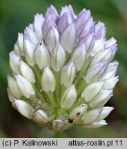 Allium scabriflorum