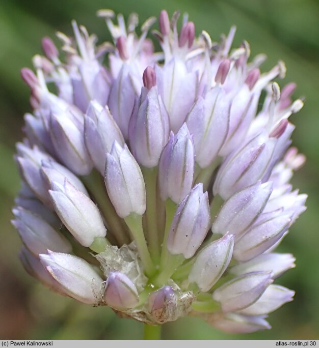 Allium scabriflorum