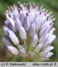 Allium scabriflorum