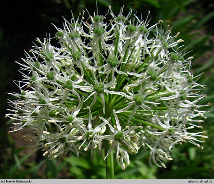 Allium stipitatum Album