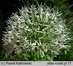 Allium stipitatum Album