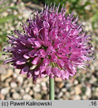 Allium strictum (czosnek sztywny)