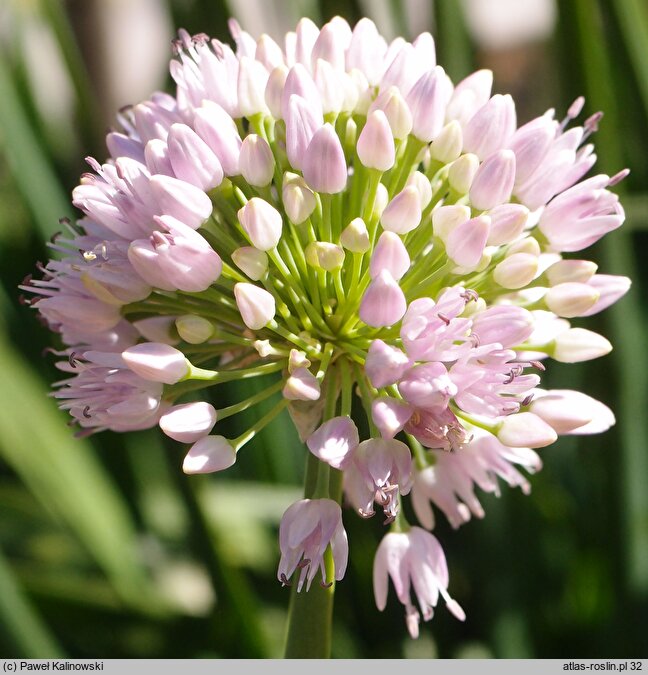 Allium thunbergii (czosnek Thunberga)