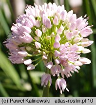 Allium thunbergii (czosnek Thunberga)