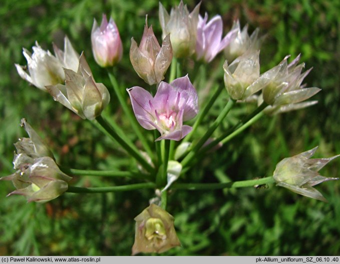 Allium unifolium (czosnek jednolistny)