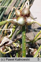 Allium ×proliferum (cebula wielopiętrowa)