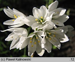 Allium zebdanense (czosnek zebdański)
