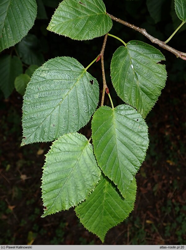 Alnus maximowiczii (olsza Maksymowicza)