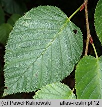 Alnus maximowiczii (olsza Maksymowicza)