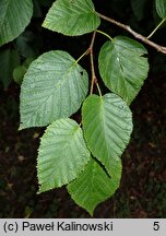 Alnus maximowiczii (olsza Maksymowicza)