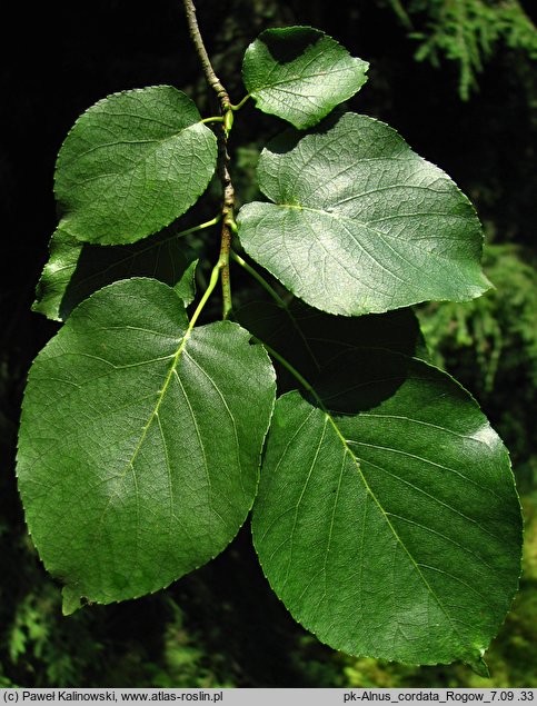 Alnus cordata (olsza sercowata)