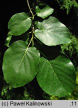 Alnus cordata (olsza sercowata)