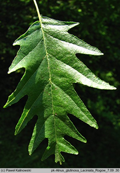 Alnus glutinosa Laciniata